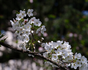 white sakura blossom on a sunny day