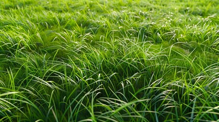 Fototapeta premium A field of green grass with some sunlight.