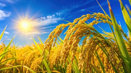 Golden rice grains glistening under blue sky in perfect harmony with agriculture and nature, agriculture, golden rice, grains