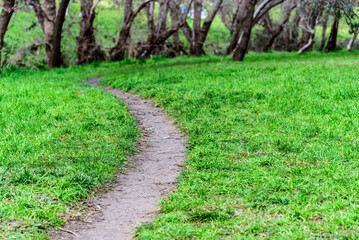 Obraz premium A curved walking track winds through green grass beside a tree-lined riverbank.