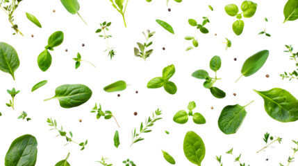 Fresh green herbs on transparent background