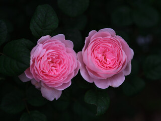 a pair of pink roses in a cloudy morning