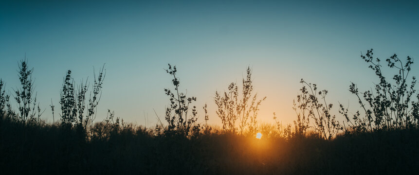 panorama view of the sunsetting above a field against the silhouette of various grasses typical in Texas - Powered by Adobe