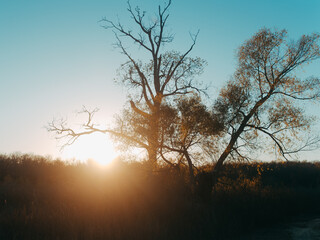 sunset with a blu sky with dry grass and heavily weathered tree silhoutte in a typical Texas...