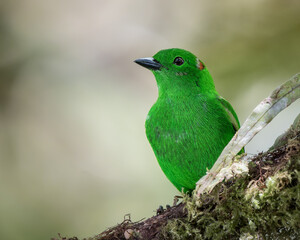 Chlorochrysa phoenicotis