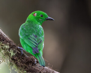 Chlorochrysa phoenicotis