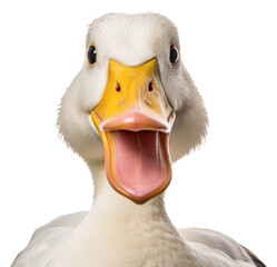 PNG Smiling duck wildlife animal goose