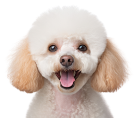 PNG Smiling poodle mammal animal pet