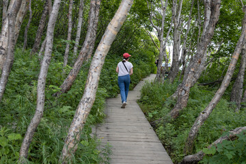 Obraz premium A girl walks along a wooden ecological path in a mountain forest. Tourist hiking trail among the trees. Nature walks and outdoor activities. Ecological tourism and healthy lifestyle. Summer landscape.