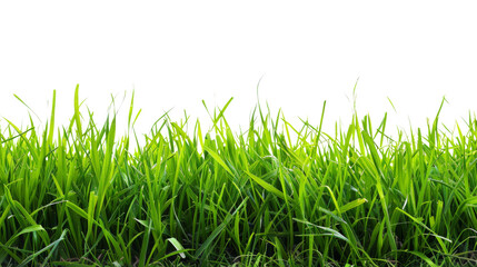 Fototapeta premium Grass field green on transparent background