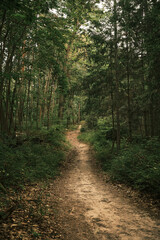 dirt path in a dense forest leading towards the center of the picture with various green fir trees lining the path