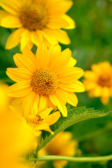 close up of an heliopsis flower in the middle of more flowers