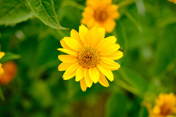 top down view of a open heliopsis oxeye flower isolated infront of a green background from the surrounding vegetation