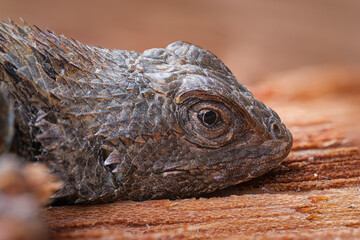 close up macro of the side of the head of a Texas Spiny horned lizard resting on a cedar board