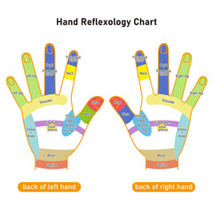 手の甲の反射区・手のつぼ　図解イラスト