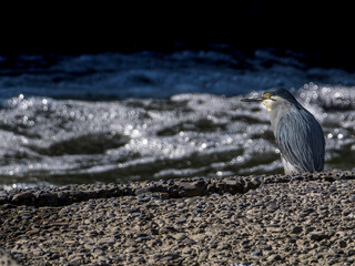 水辺のササゴイ