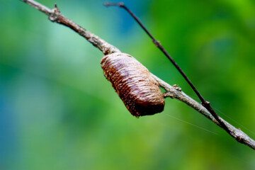 Detailed view of a mantis cocoon with its fibrous texture on a slender twig. Captured in its natural habitat, Wulai , Taiwan.