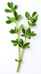 Fresh green thyme sprigs isolated on white background. Aromatic herb for cooking and natural remedy. Perfect for culinary use.