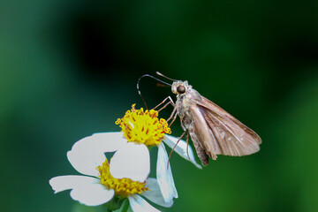 A brown skipper butterfly extends its proboscis to feed on the nectar of the hairy begtix flower. Moments of natural beauty captured in Wulai, Taiwan.