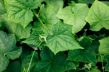 Natural green background. Concept of gardening. Small green bushes of cucumbers in the ground soil on a sunny day. Growing vegetables. Top view