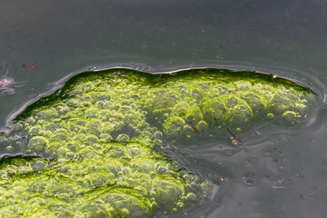Detailed capture of green algae formations and effervescent bubbles in a serene pool. Wulai, Taiwan.