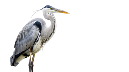 Heron bird on transparent background