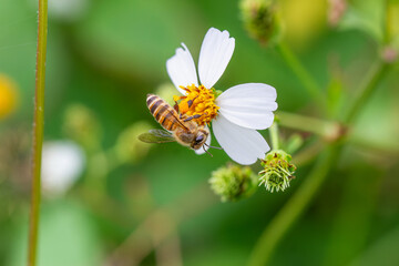 Close-up of an eastern honey bee on a white Bidens pilosa flower, with pollen-laden legs. Wulai,...