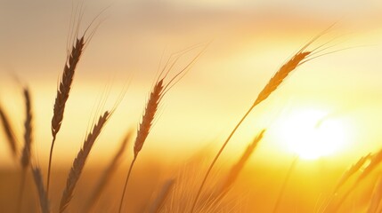 Serene Sunset Overfield with Glistening Grass Blades
