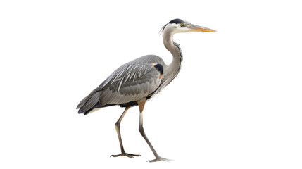 Obraz premium Heron bird on transparent background 