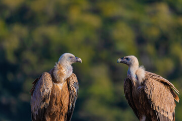 portrait of a vulture close up