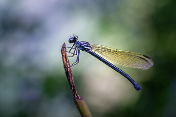 A vivid blue damselfly rests on a twig, showcasing transparent wings and slender form. Captured in its natural habitat, Wulai, Taiwan.