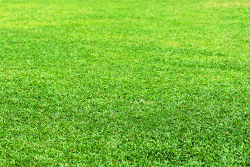 fresh green grass in the meadow, natural field texture