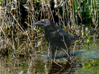 水浴びするカラス
