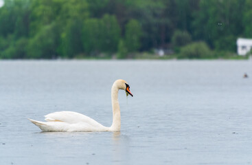 Graceful white Swan swimming in the lake, swans in the wild. Portrait of a white swan swimming on a lake.