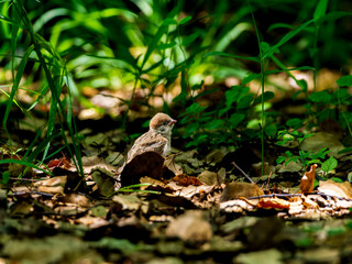 落ち葉の上のスズメ