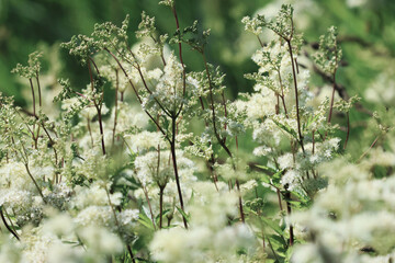 flowers in the field