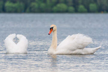 Fototapeta premium Mating games of a pair of white swans. Swans swimming on the water in nature. Valentine's Day background