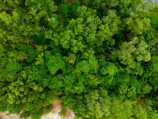 Aerial view Drone camera top view rainforest trees ecology with healthy environment concept and summer background,Green environment background