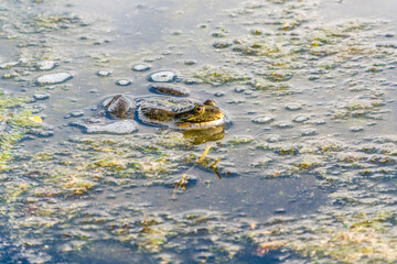 A large green frog sits in the marsh.