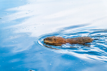 Muskrat, Ondatra zibethicuseats swiming at the surface of the lake water.