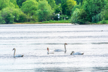 Graceful white Swans swimming in the lake, swans in the wild