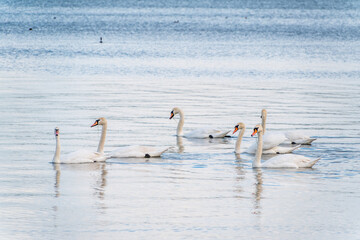 Graceful white Swans swimming in the lake, swans in the wild