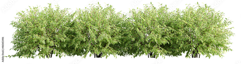 Poster cornus alba elegantissima isolate transparent background.3d rendering