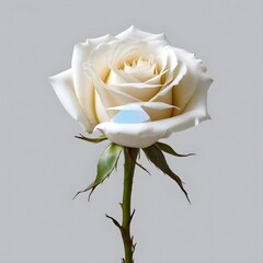 white rose isolated on white