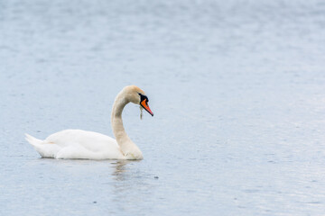 Graceful white Swan swimming in the lake, swans in the wild. Portrait of a white swan swimming on a lake.