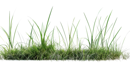 Grass field green on transparent background
