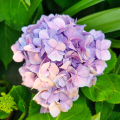 Flowers blooming Indoor greenhouse garden by the bay in Singapore