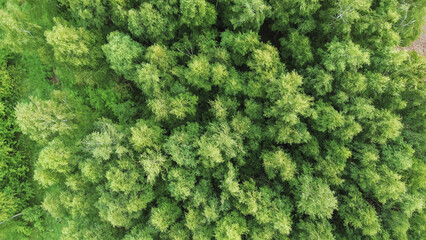 Fototapeta premium Top view of vibrant green woods and forest