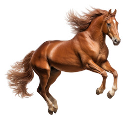 Obraz premium PNG Galloping horse stallion mammal animal.