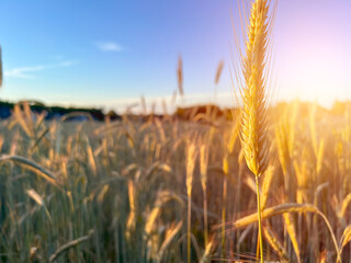 Wheat stalks in morning sun, car in distance